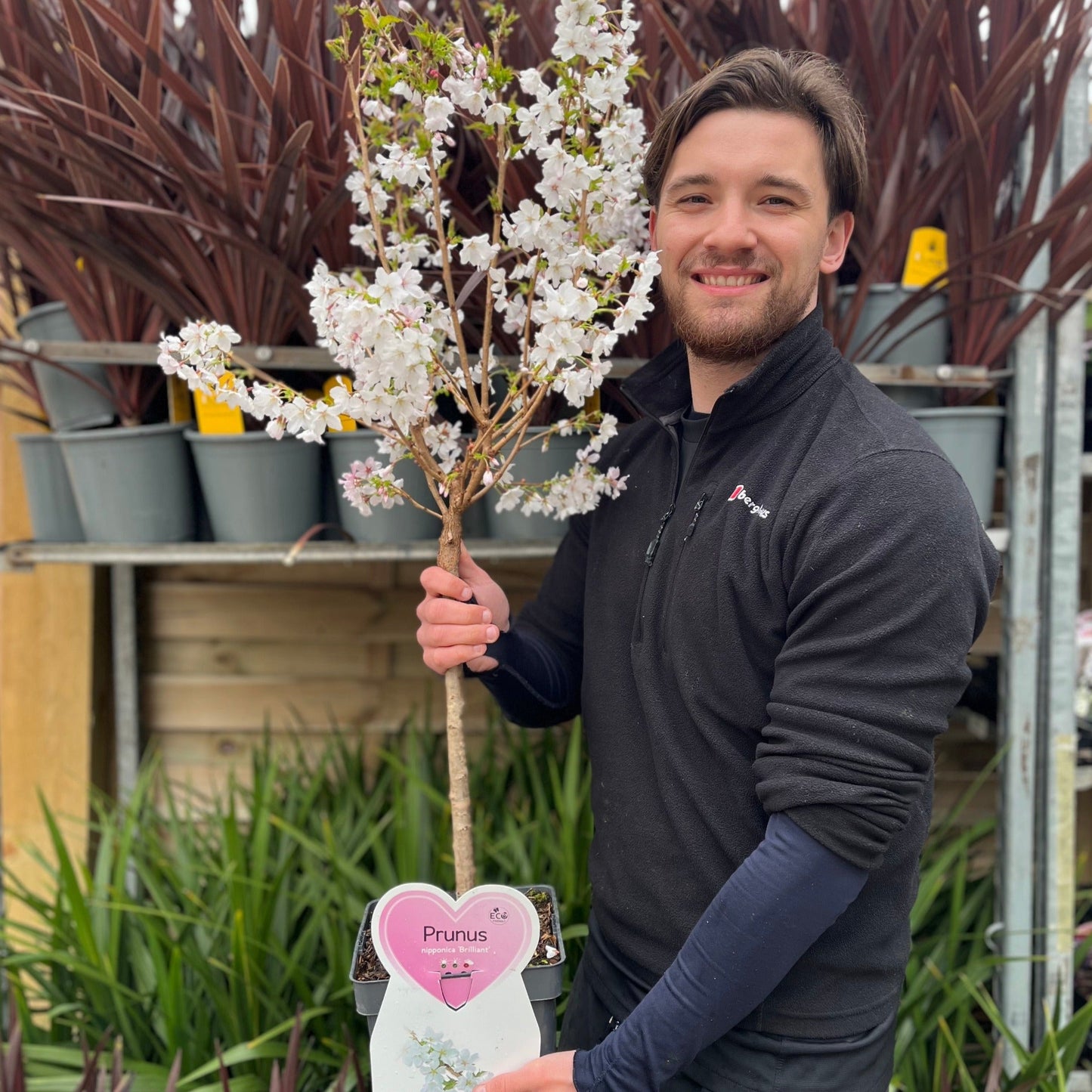 Ornamental Flowering Cherry Blossom Dwarf Tree -  Nipponica  ‘Brilliant’ (2 Sizes Available)