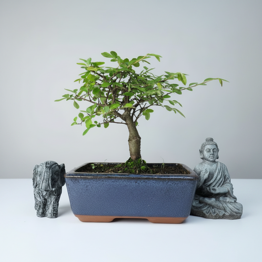 Chinese Elm (Ulmus Parvifolia) Bonsai Tree | Broom | In 15cm Pot
