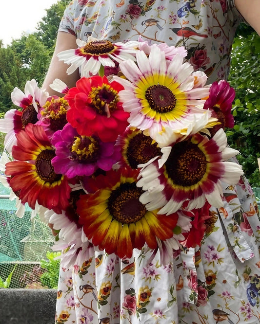 Chrysanthemum Painted Daisies