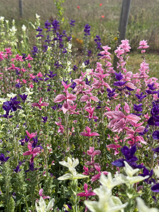 Clary Sage Crown Bouquet Mixed