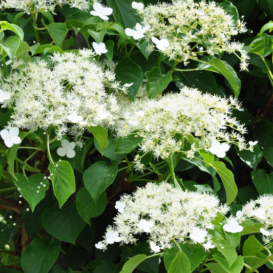 Climbing Hydrangea 'Hydrangea petiolaris' 2L (60-70cm)