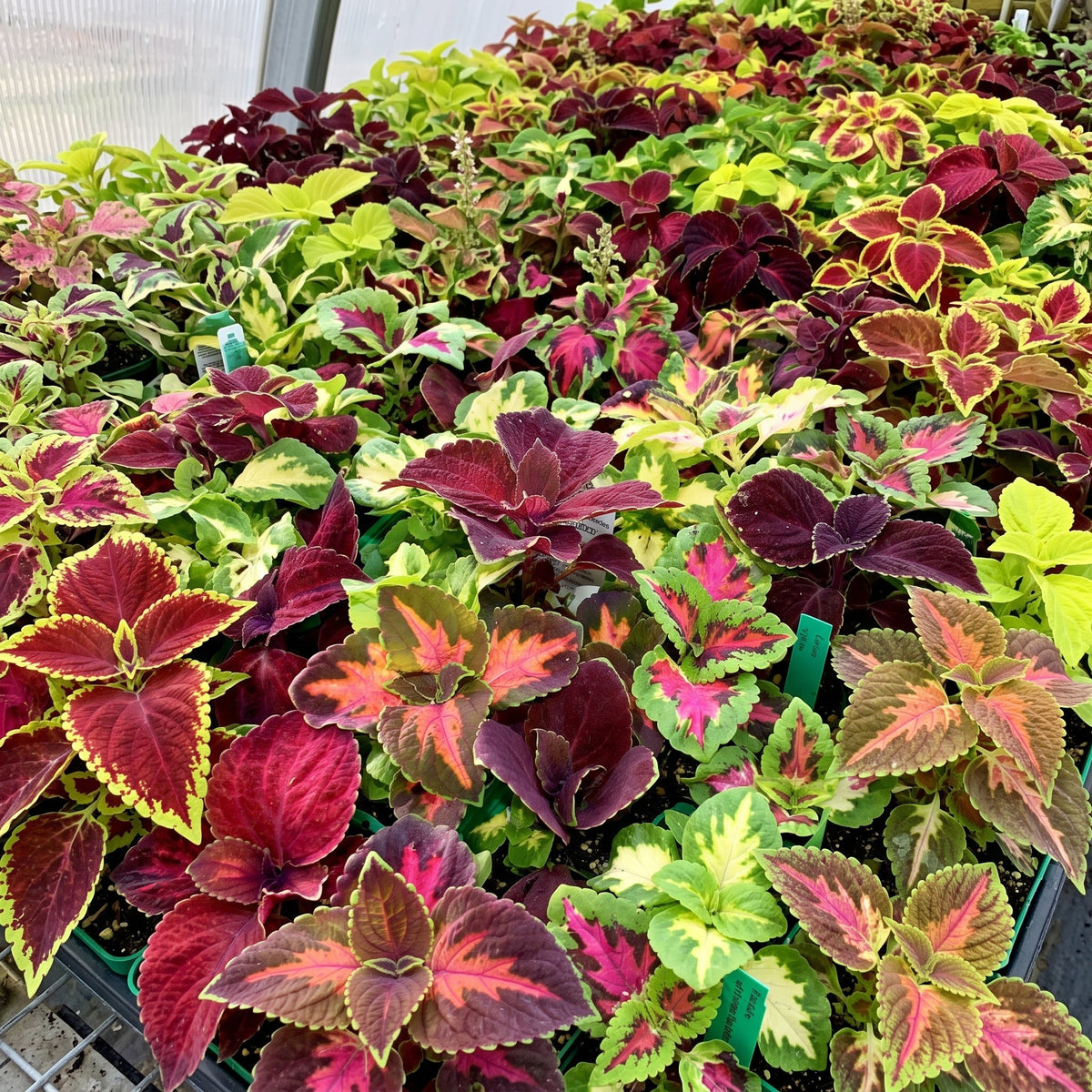 Coleus Improved Rainbow Mix