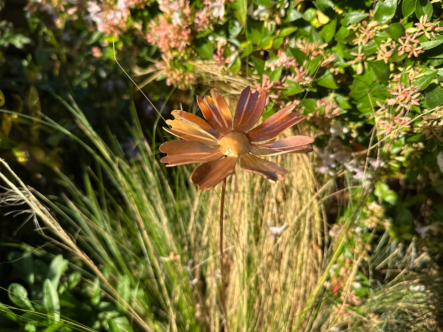 Copper Cosmos Flower