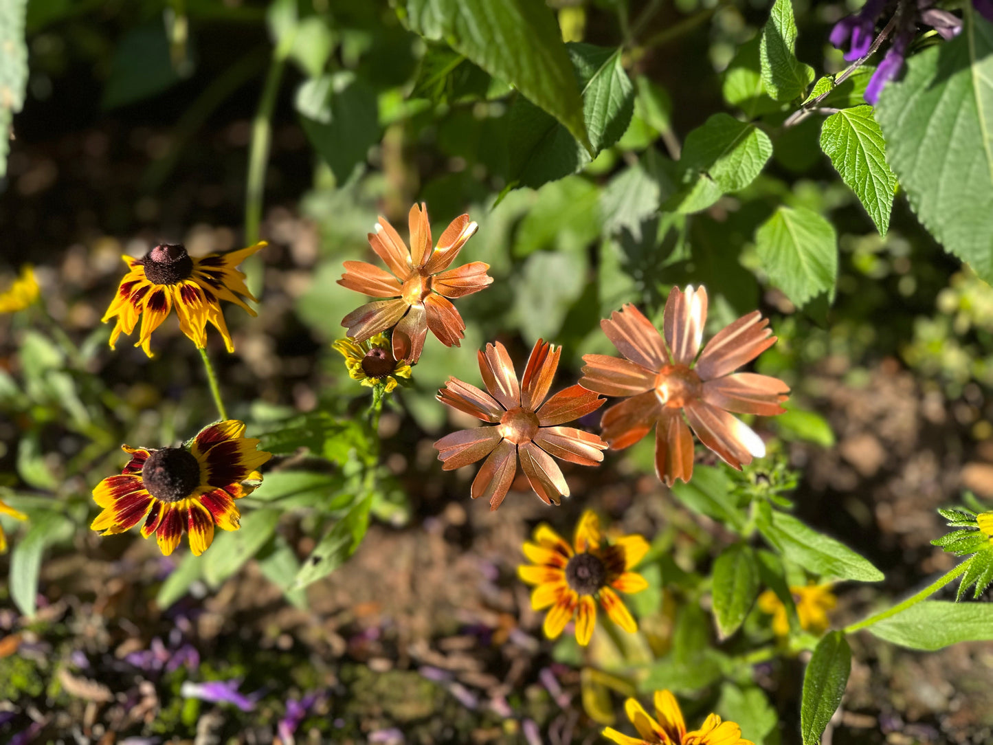 Copper Cosmos Flower