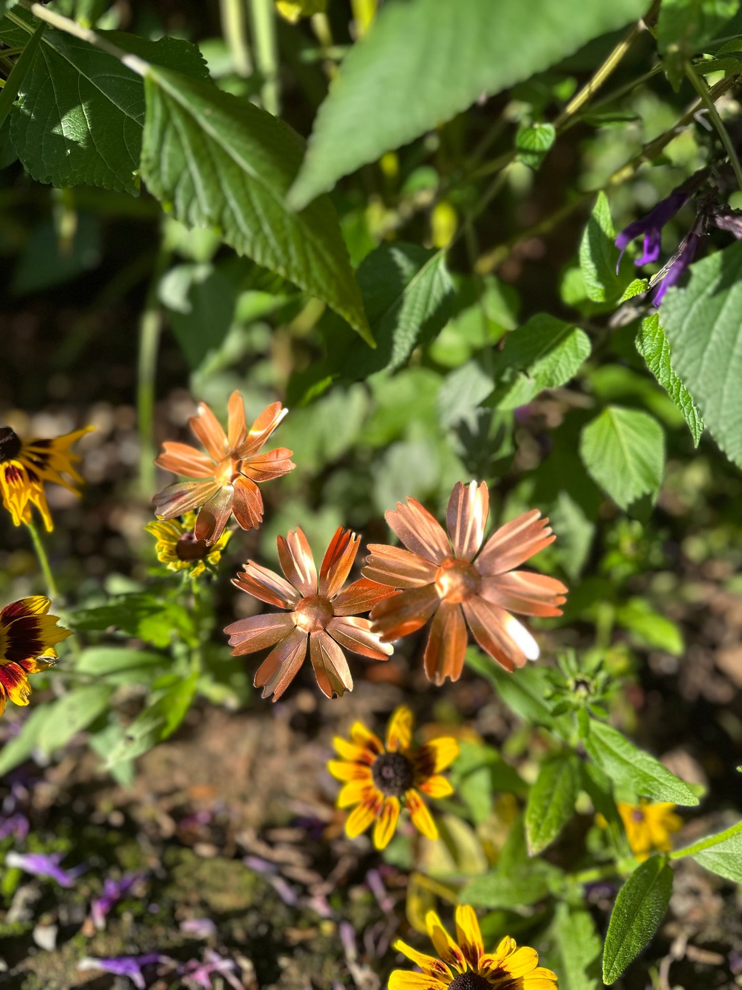 Copper Cosmos Flower