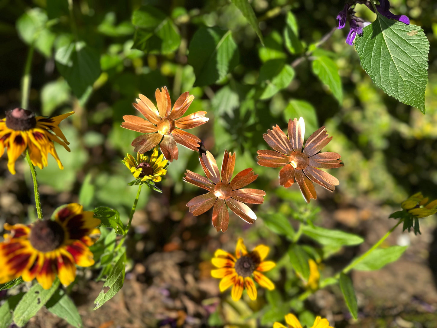 Copper Cosmos Flower