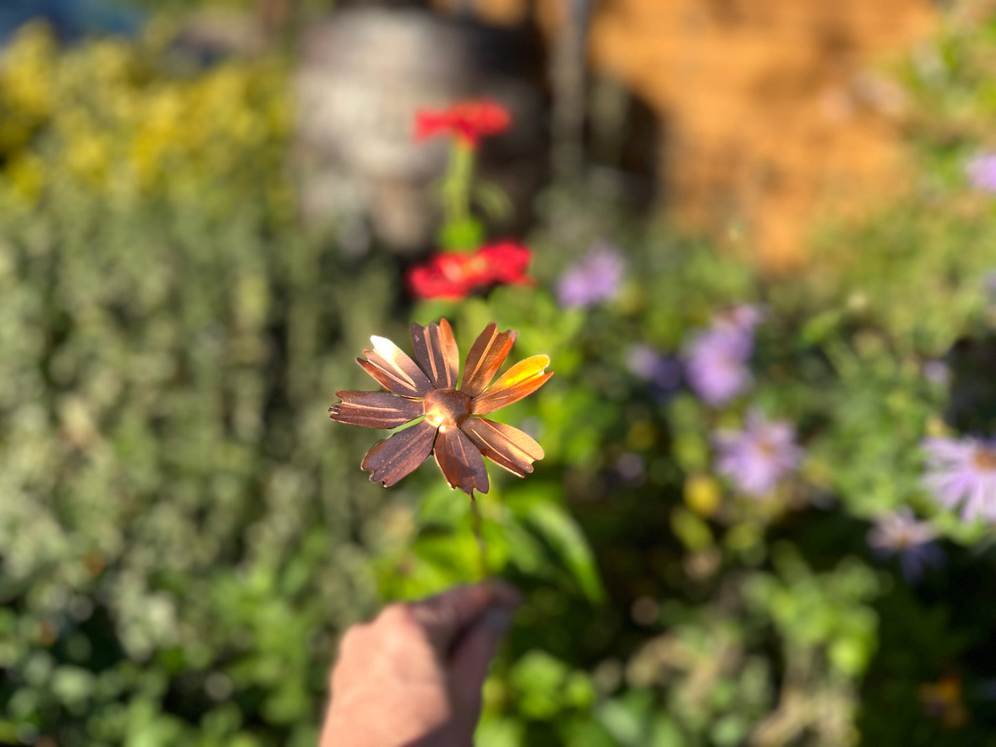 Copper Cosmos Flower