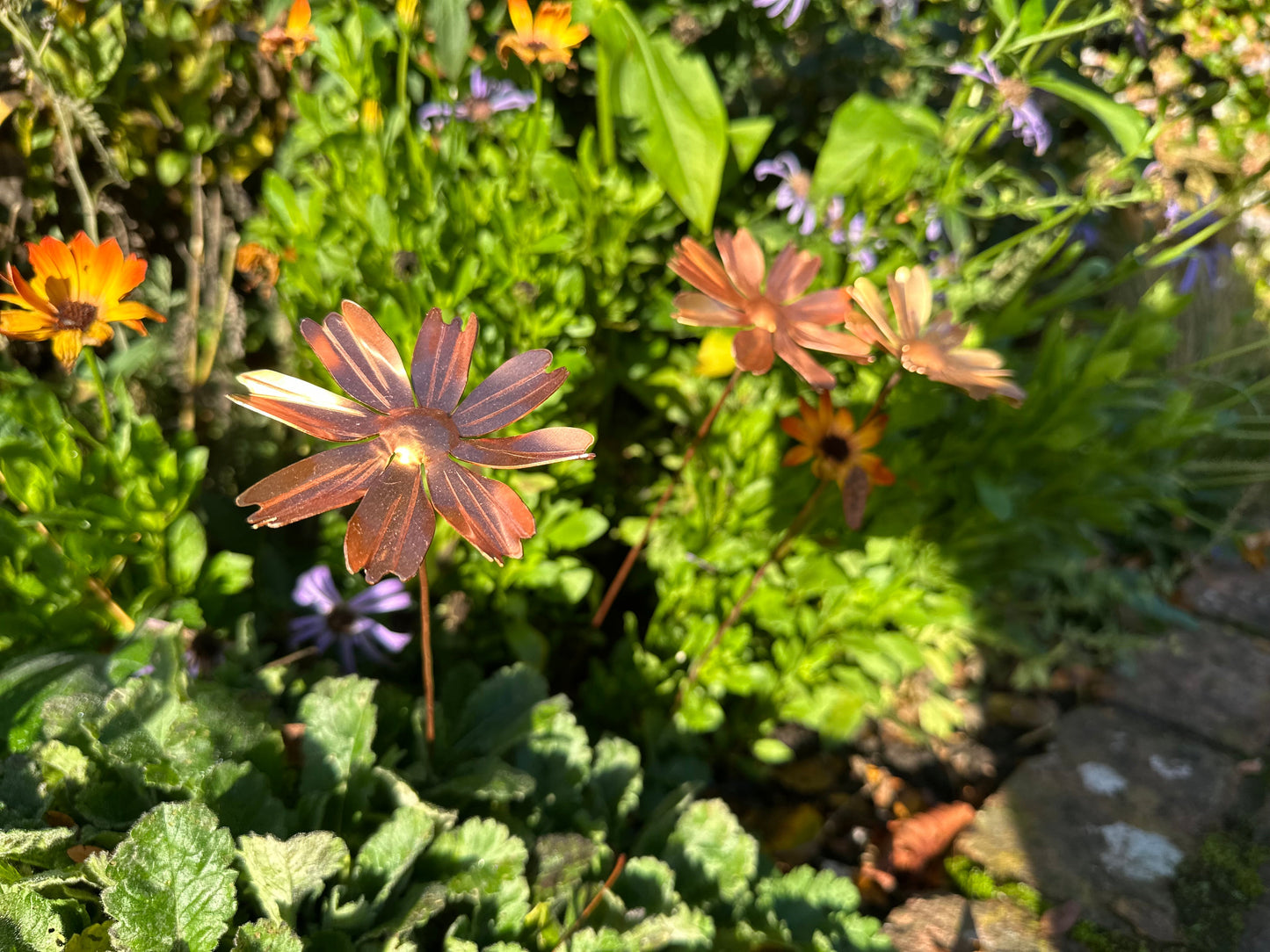 Copper Cosmos Flower