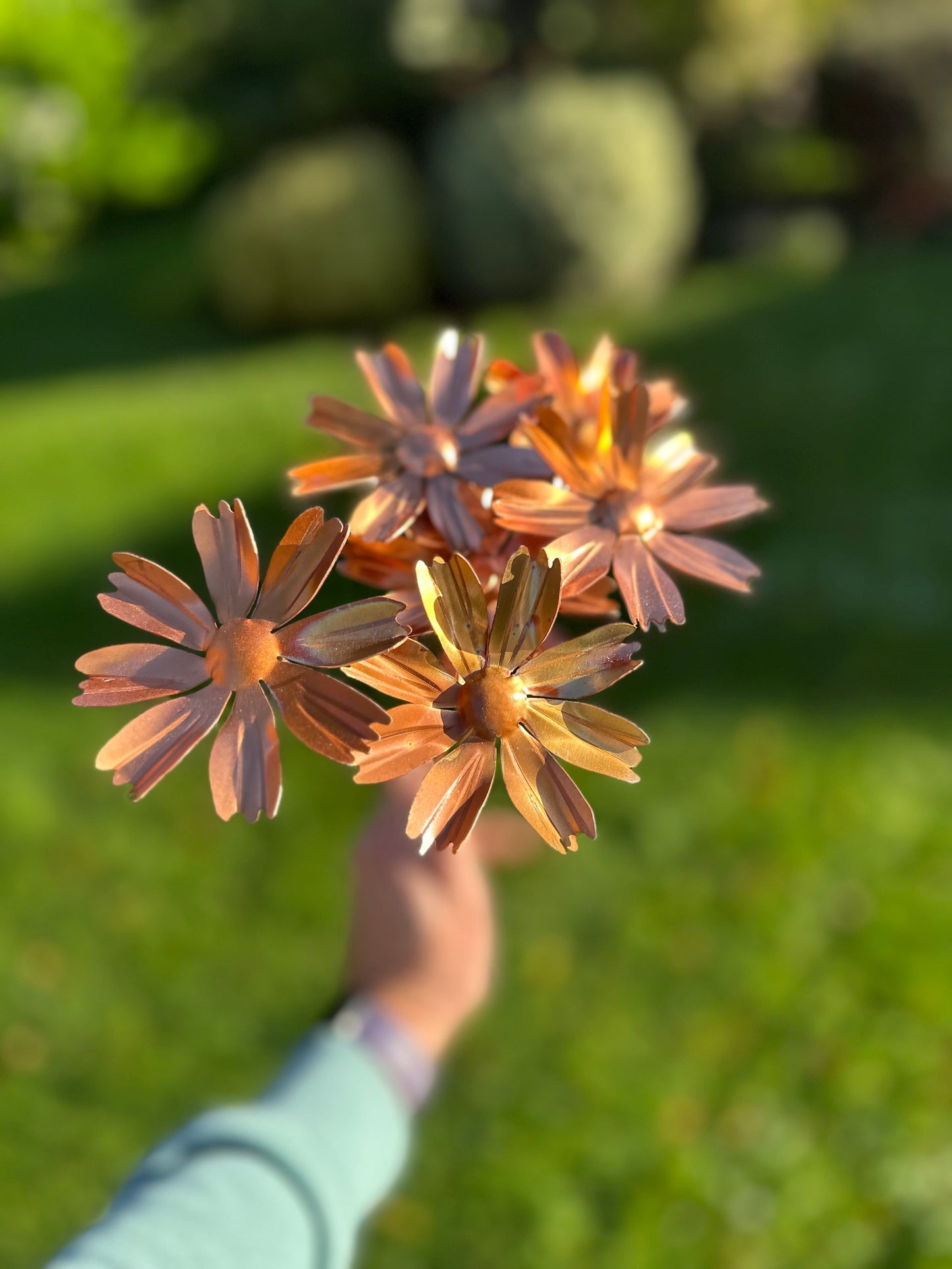 Copper Cosmos Flower
