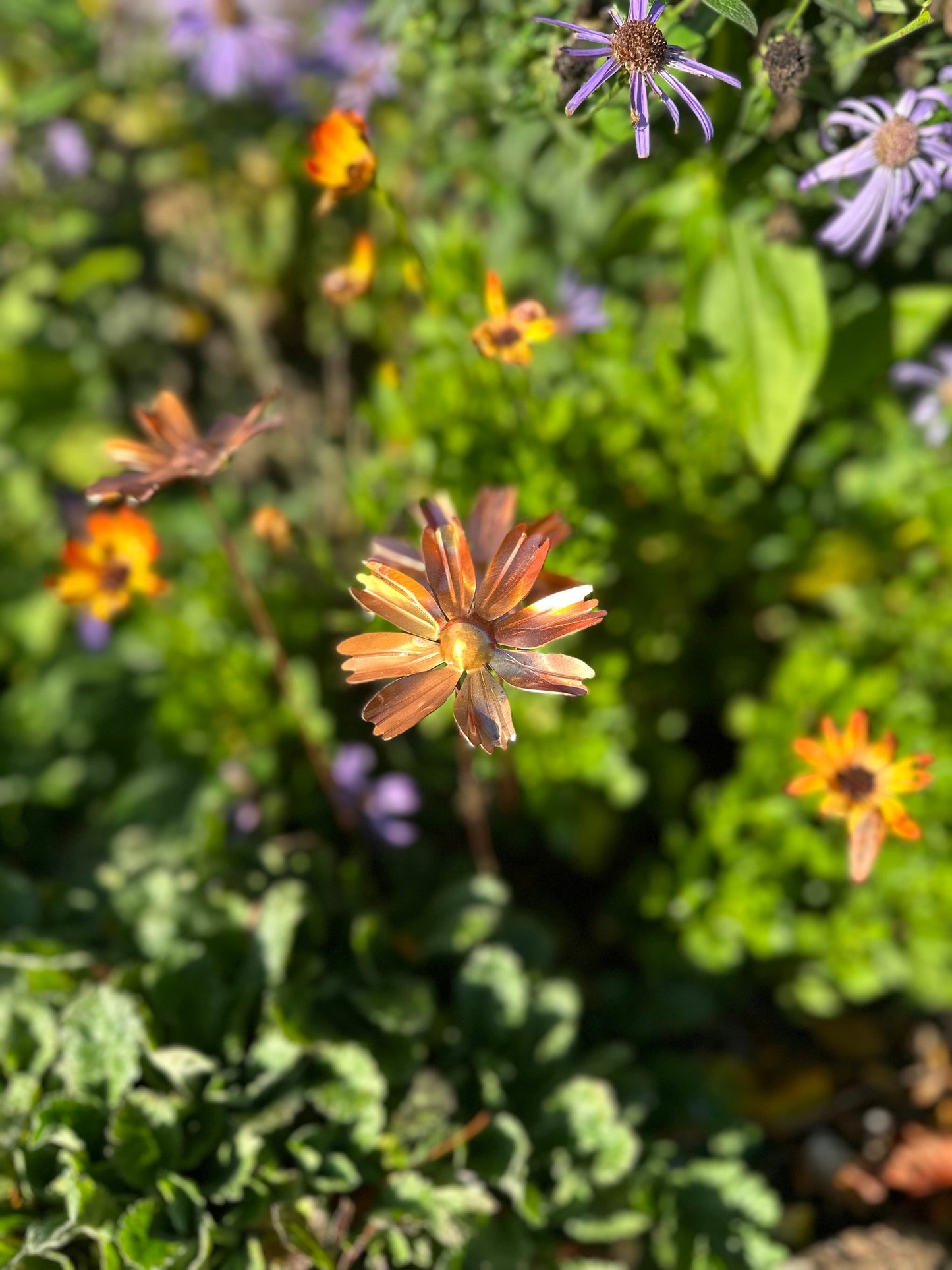 Copper Cosmos Flower