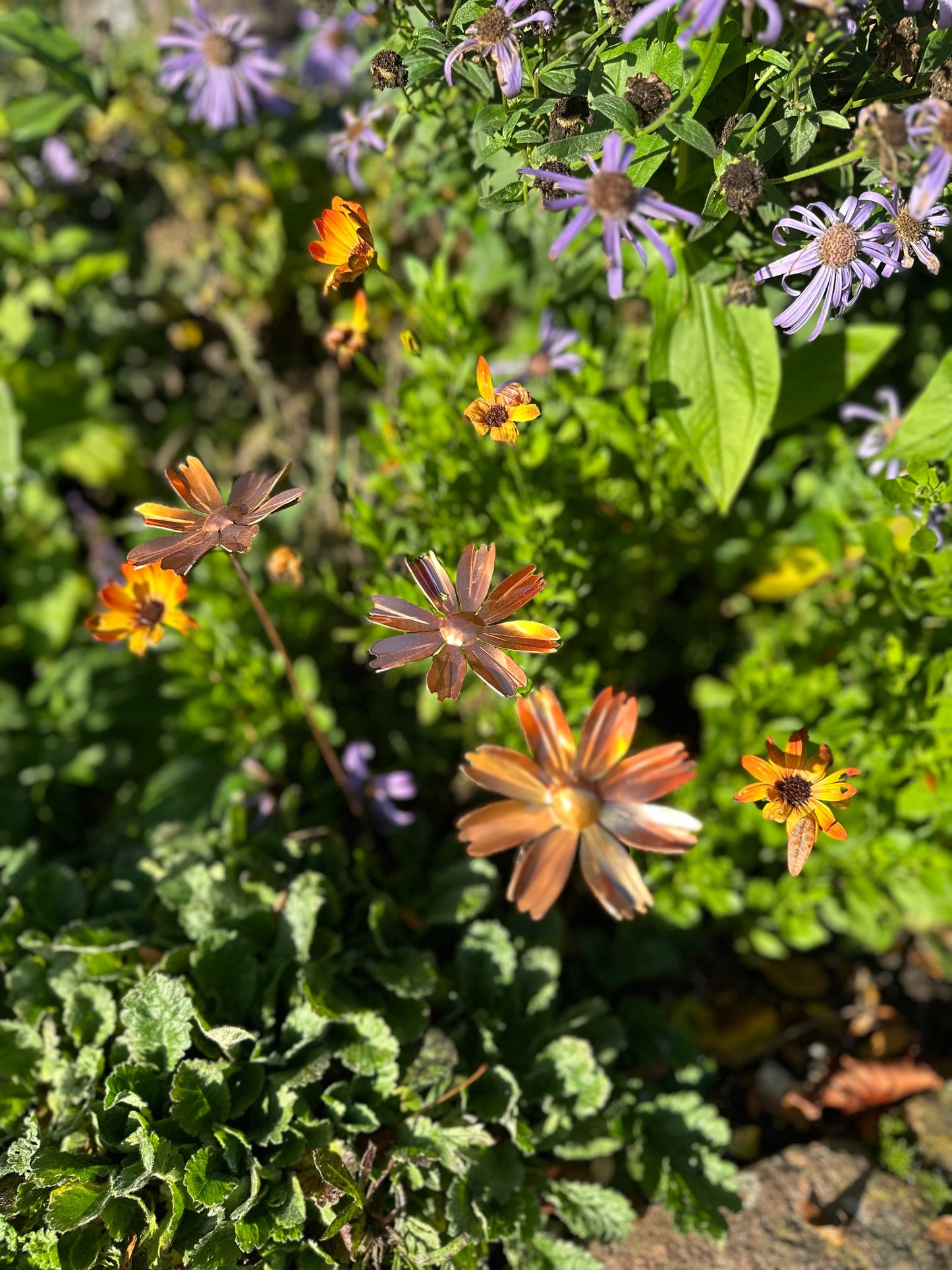 Copper Cosmos Flower