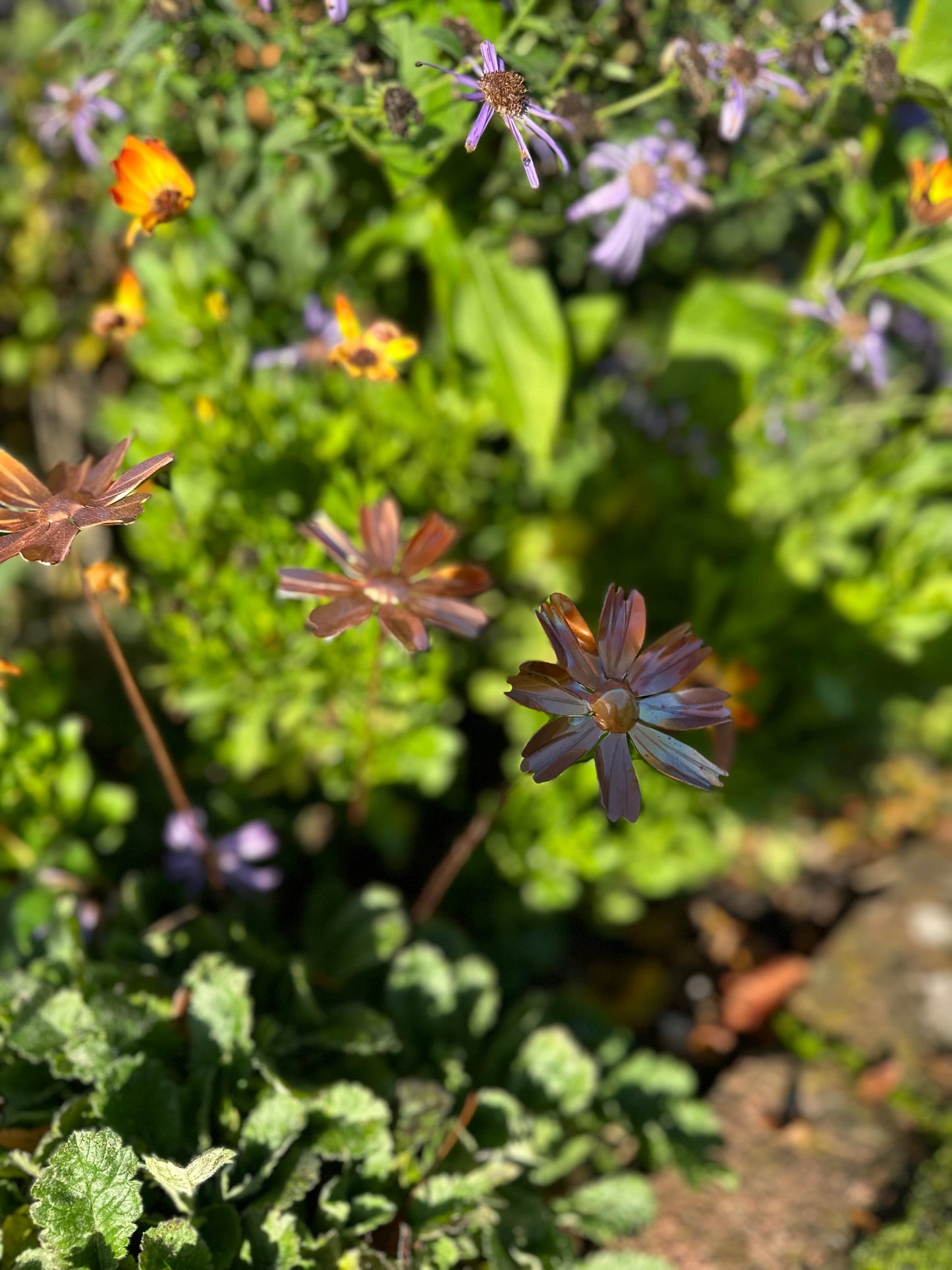 Copper Cosmos Flower
