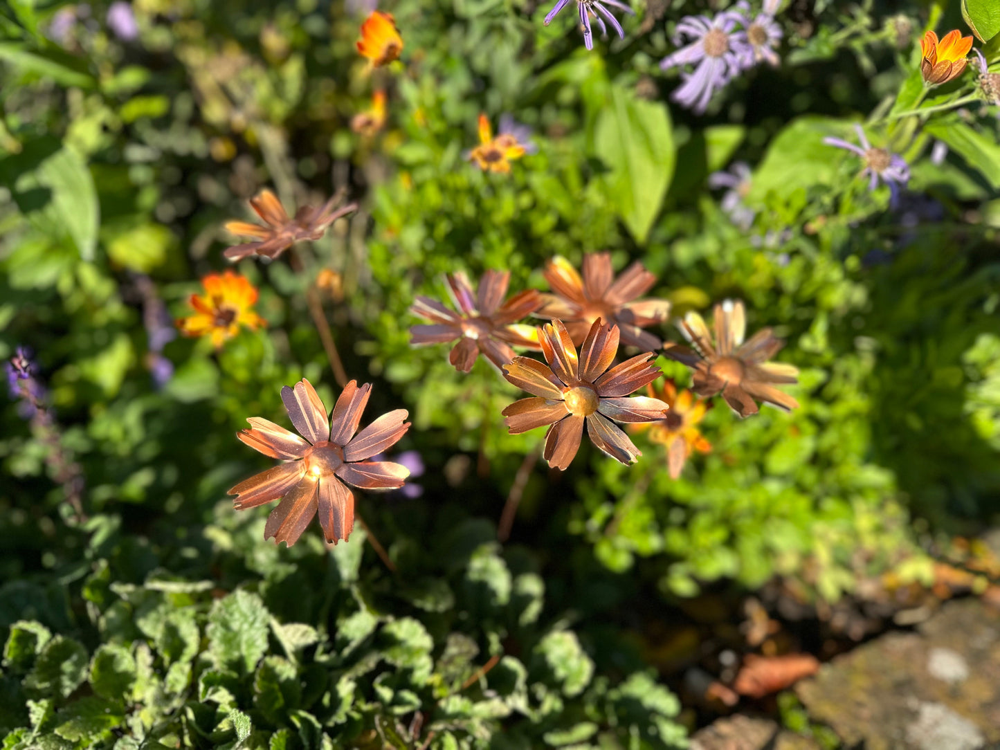 Copper Cosmos Flower
