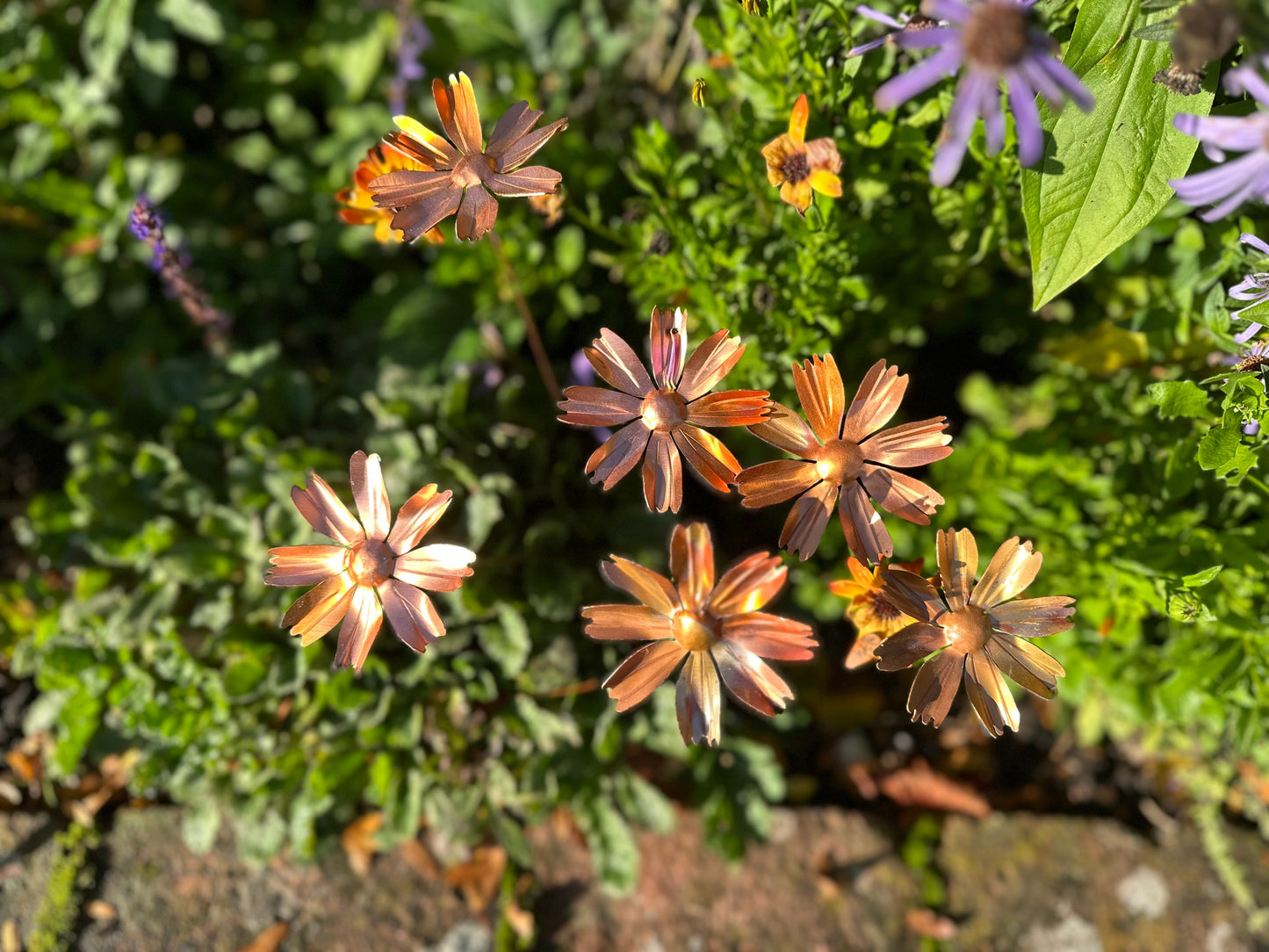 Copper Cosmos Flower