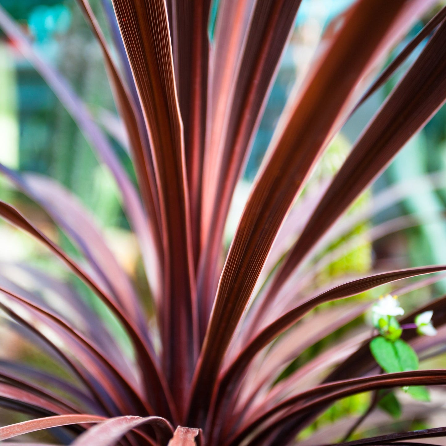 Cordyline australis 'Red Star' (3 sizes available)
