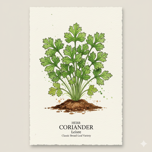 Coriander Seeds - Choose Classic 'Leisure' or Lacy 'Confetti' (100-125 Seeds)
