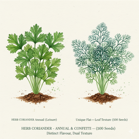 Coriander Seeds - Choose Classic 'Leisure' or Lacy 'Confetti' (100-125 Seeds)