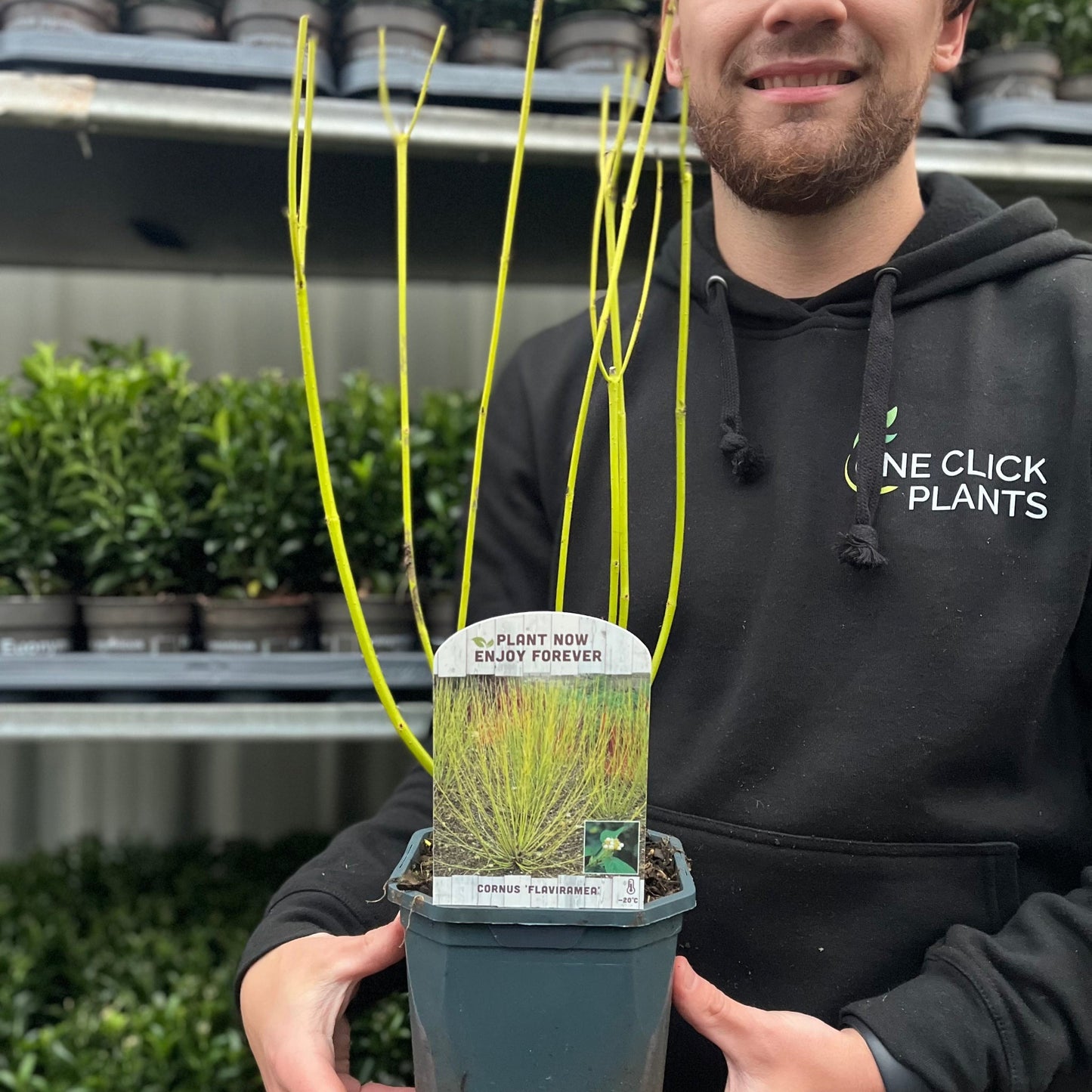 Cornus stolonifera flaviramea - Yellow Dogwood 1L / 2L