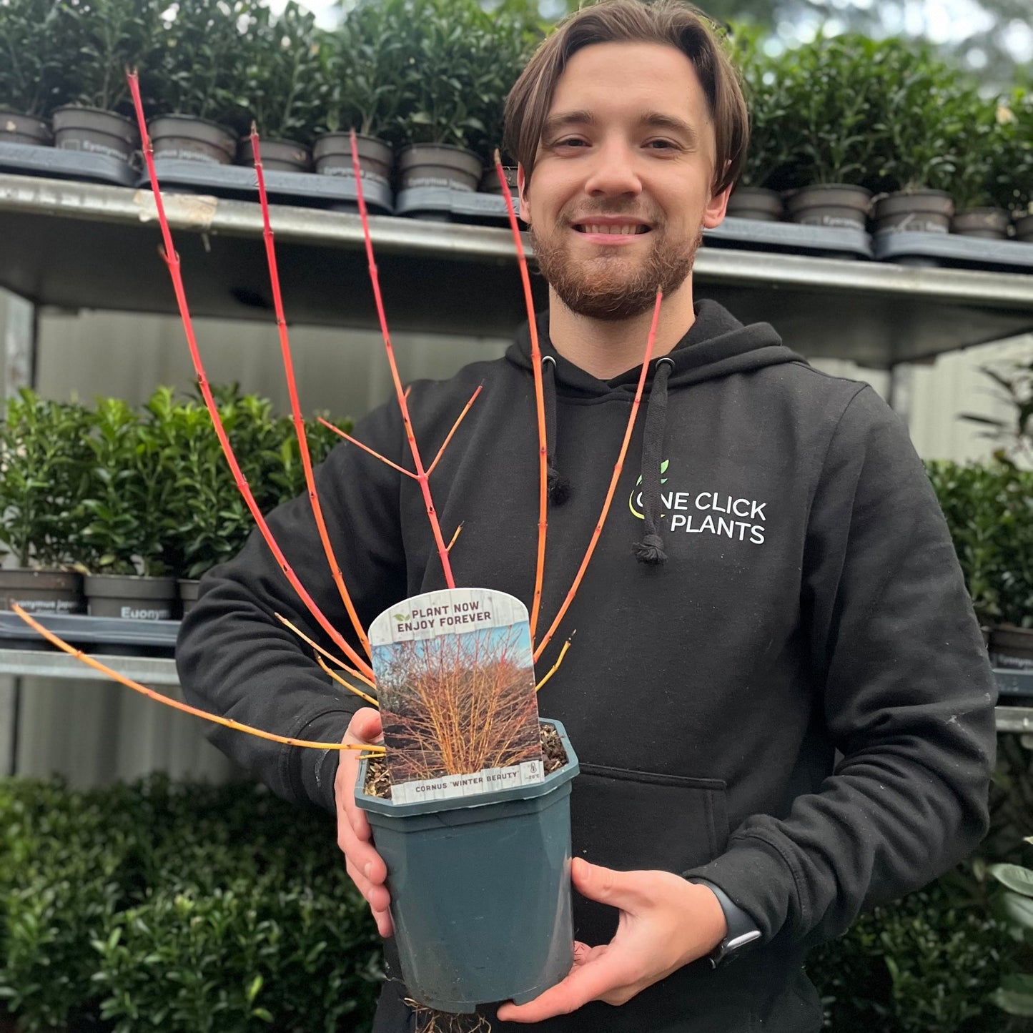 Cornus sanguinea 'Winter Beauty' 2L