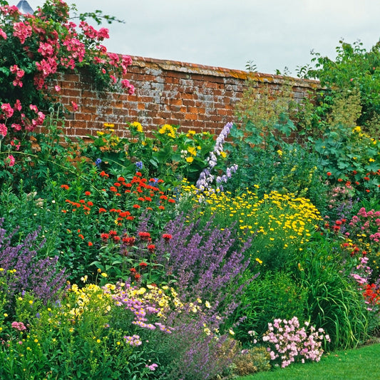 Young Perennials Mega Bundle 50/100 Plants