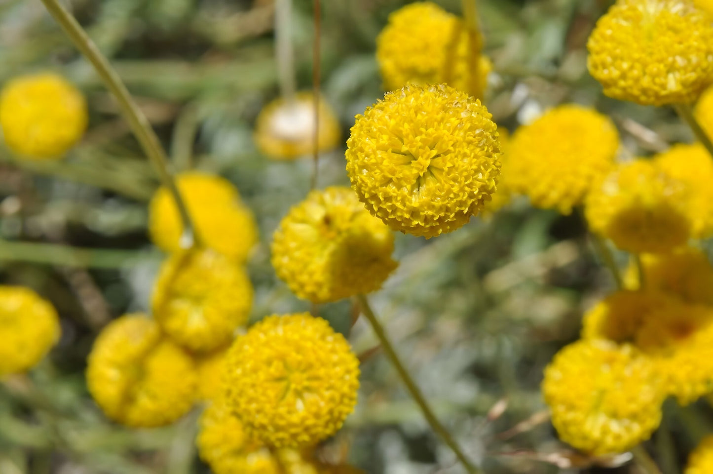 Cotula coronopifolia