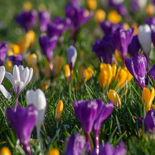 Crocus Botanical Mixed Bulbs (15/30  Bulbs)