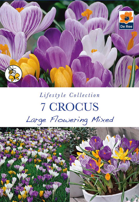 Crocus Large Flowering Mixed (7 Bulbs)