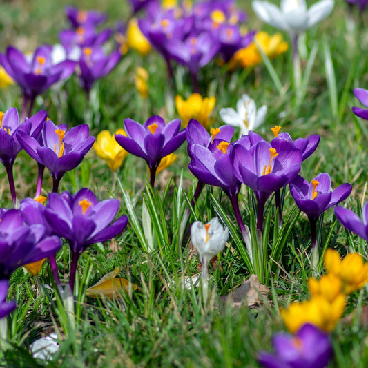 Crocus Large Flowering Mixed (6 Bulbs)