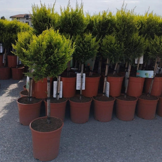 Cupressus Conifer Lollipop 100cm