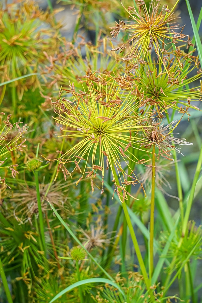 Cyperus Haspan Viviparus - Marginal Pond Plants  - Pond Plants - Water Plants - MBP031A