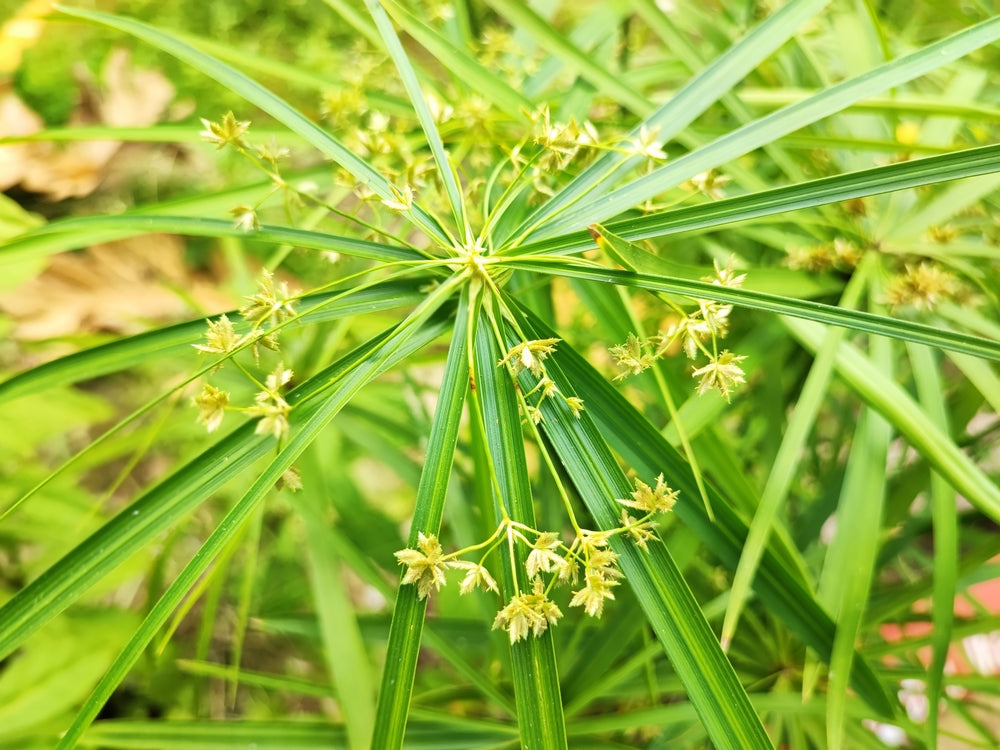 Cyperus Haspan Viviparus - Marginal Pond Plants  - Pond Plants - Water Plants - MBP031A