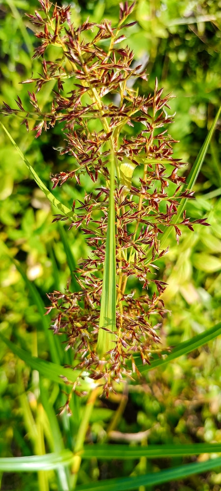 Cyperus longus (Sweet Galingale) - Marginal Pond Plants - MP031