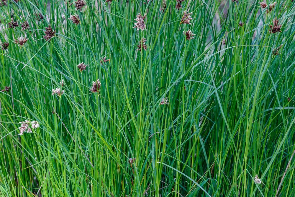 Cyperus longus (Sweet Galingale) - Marginal Pond Plants - MP031