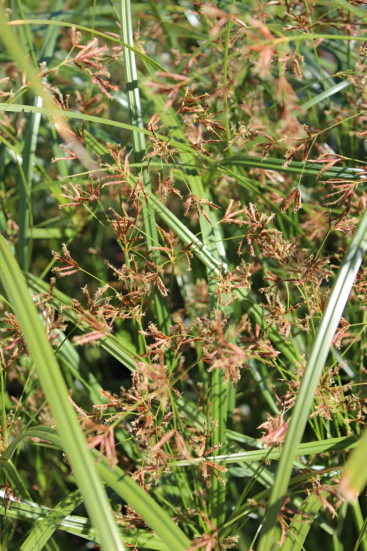 Cyperus longus
