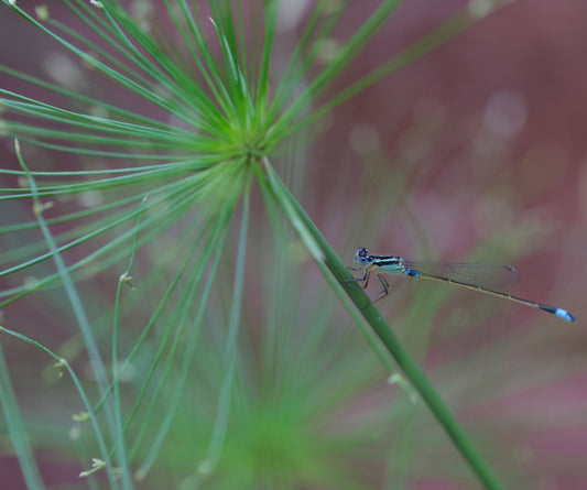 Cyperus Haspan Viviparus - Marginal Pond Plants  - Pond Plants - Water Plants - MBP031A