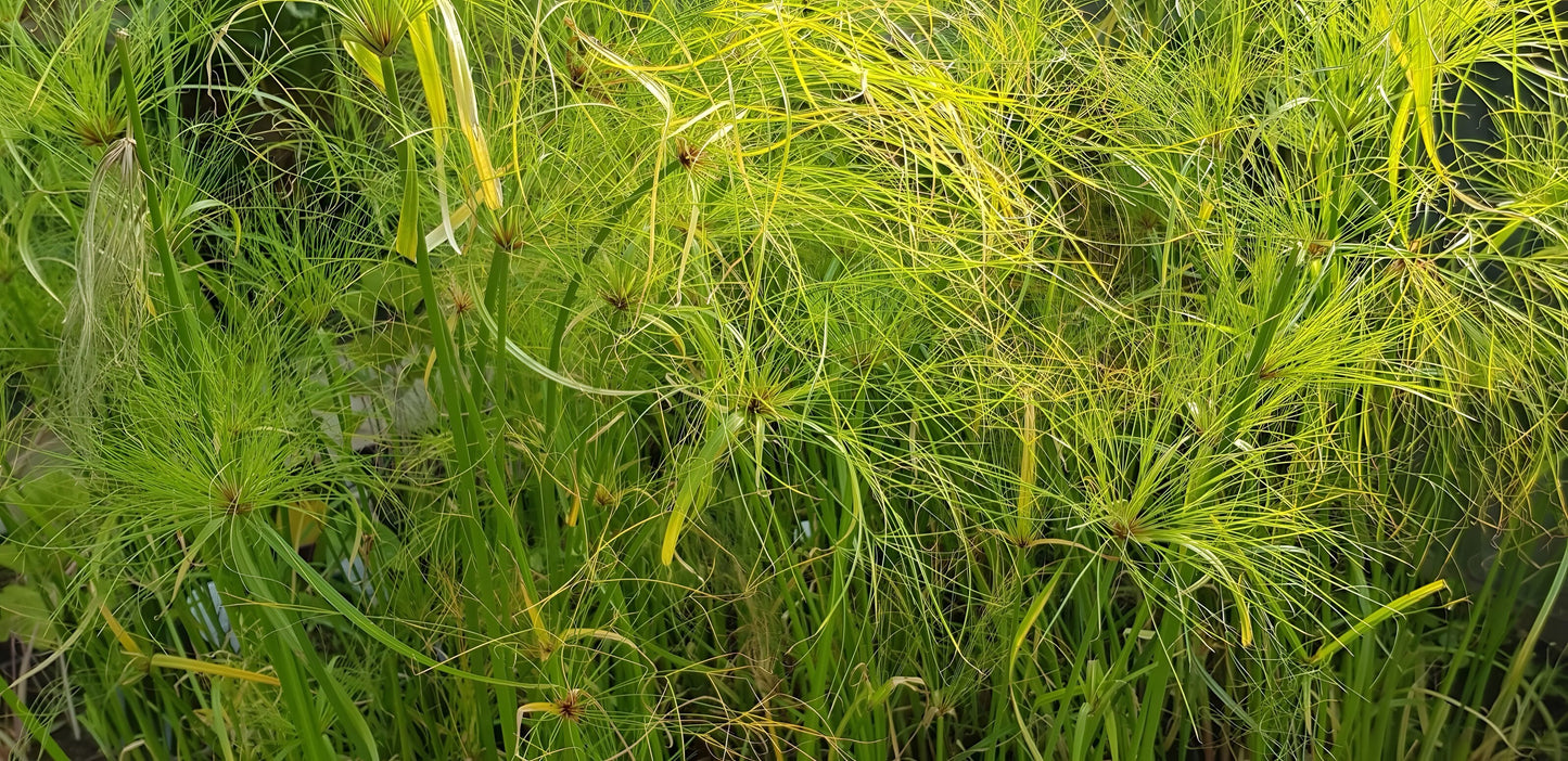 Cyperus percamenthus 'King Tut'