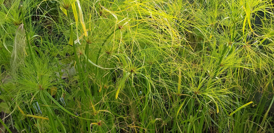Cyperus percamenthus 'King Tut'