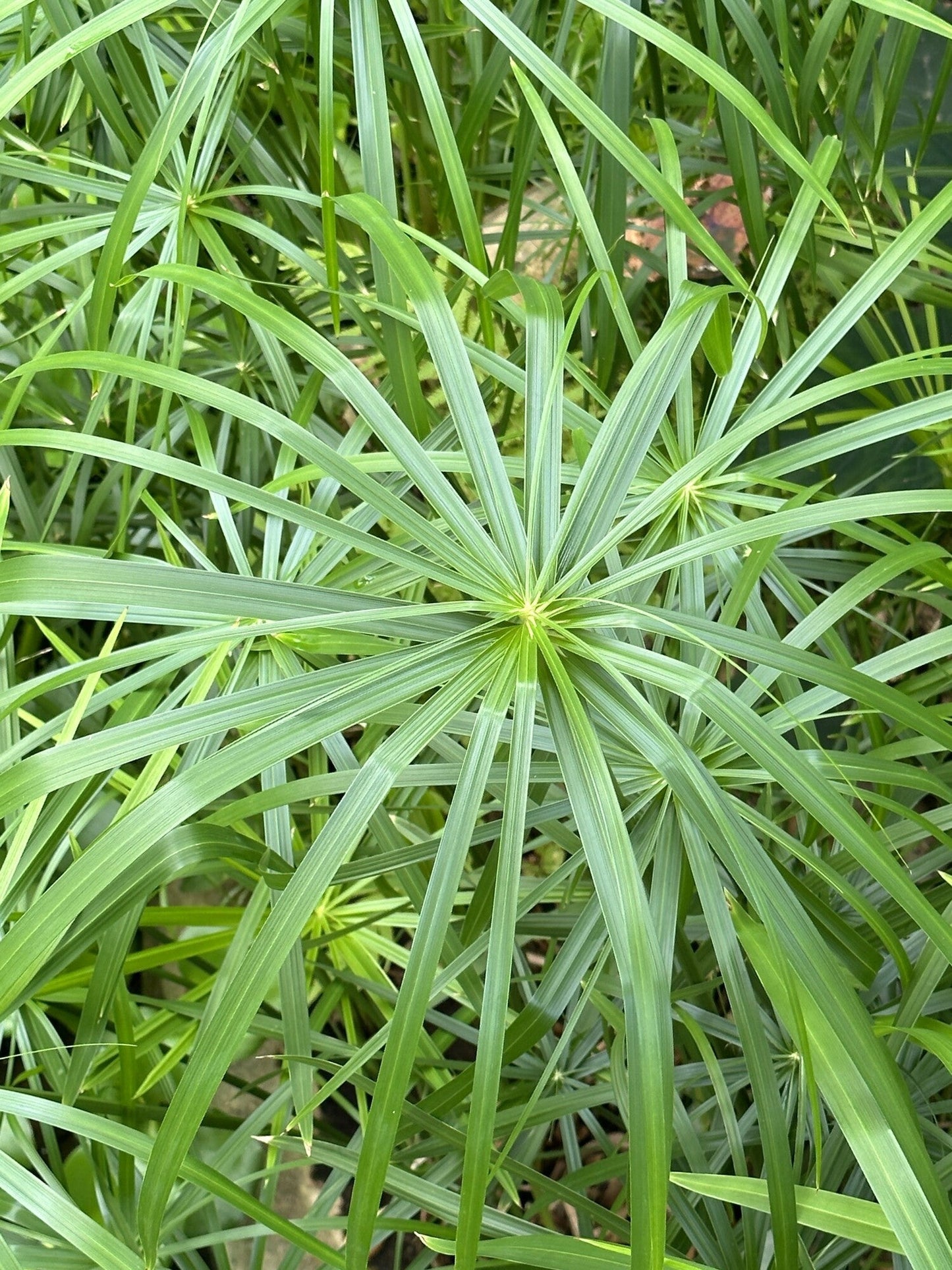 Cyperus alternifolius 'Gracilis'