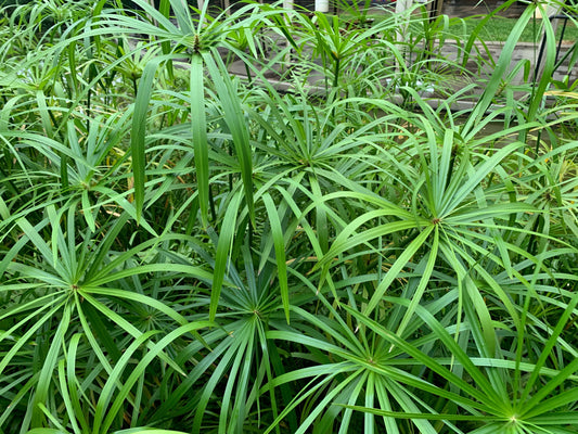 Cyperus Alternifolius Fuscus - MP029A Packs