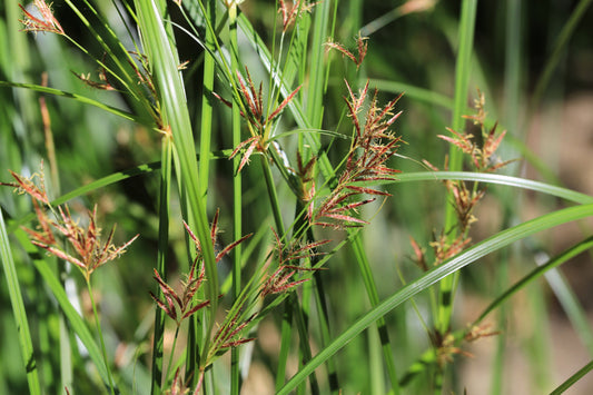 Cyperus longus (Sweet Galingale) - MP031 Packs
