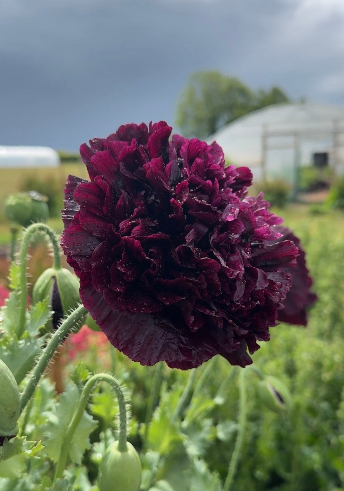 Poppy Black Peony