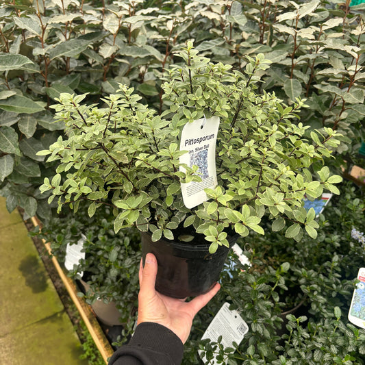 Pittosporum tenuifolium 'Silver Ball' 2L / 3L