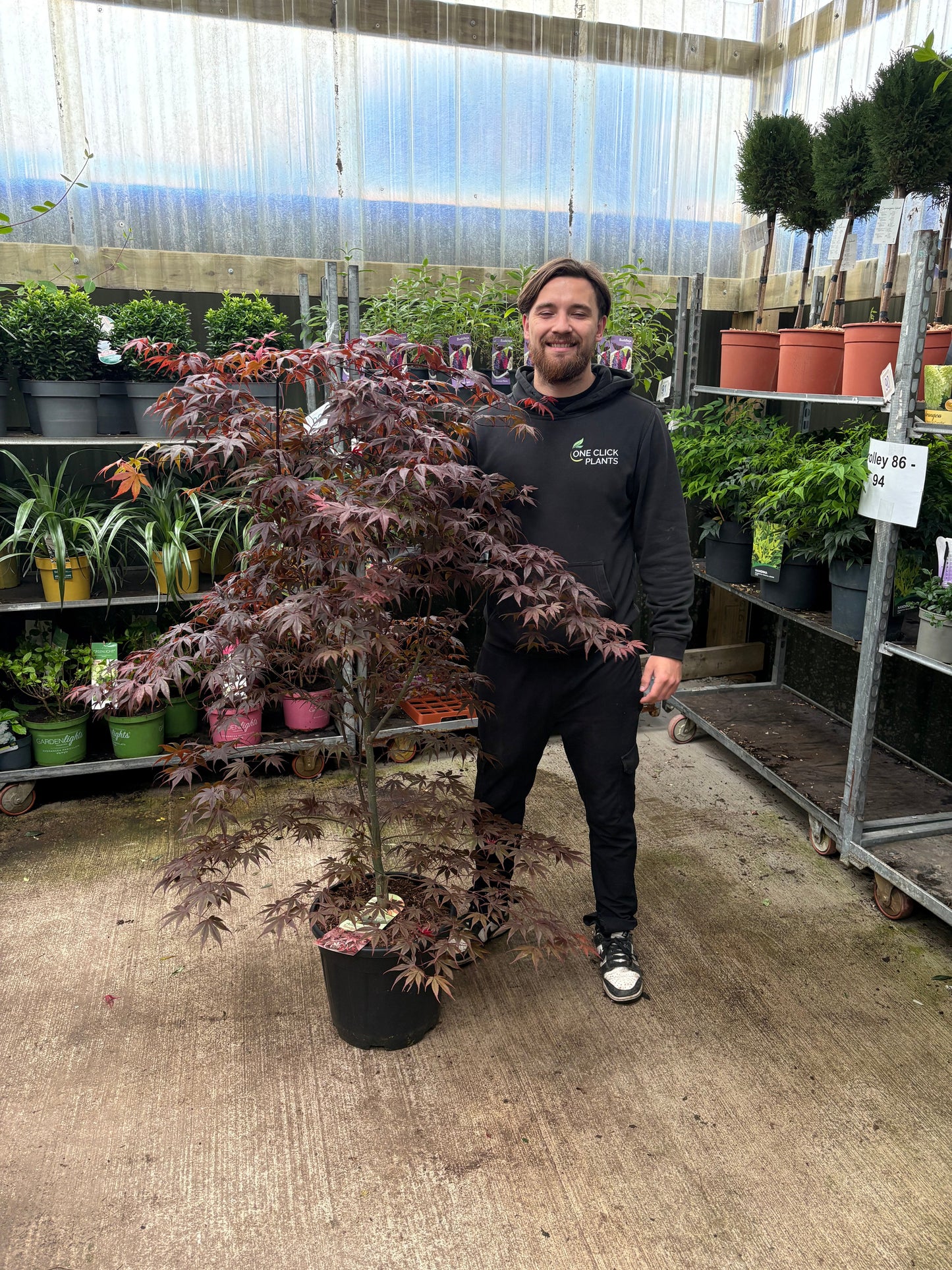 Acer palmatum 'Bloodgood' 3L / 10L / 70L / 90L