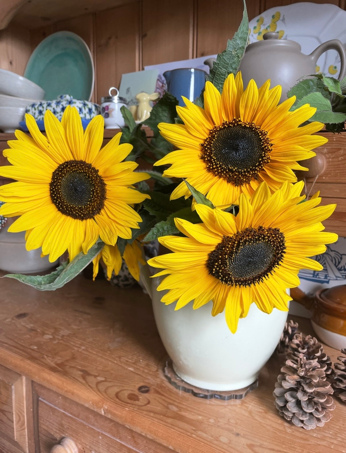 Sunflower Waooh!
