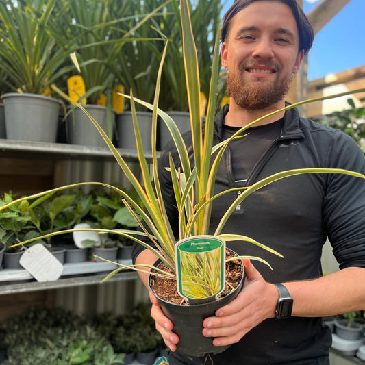 Phormium 'Duet' 2L (40-50cm inc. pot)