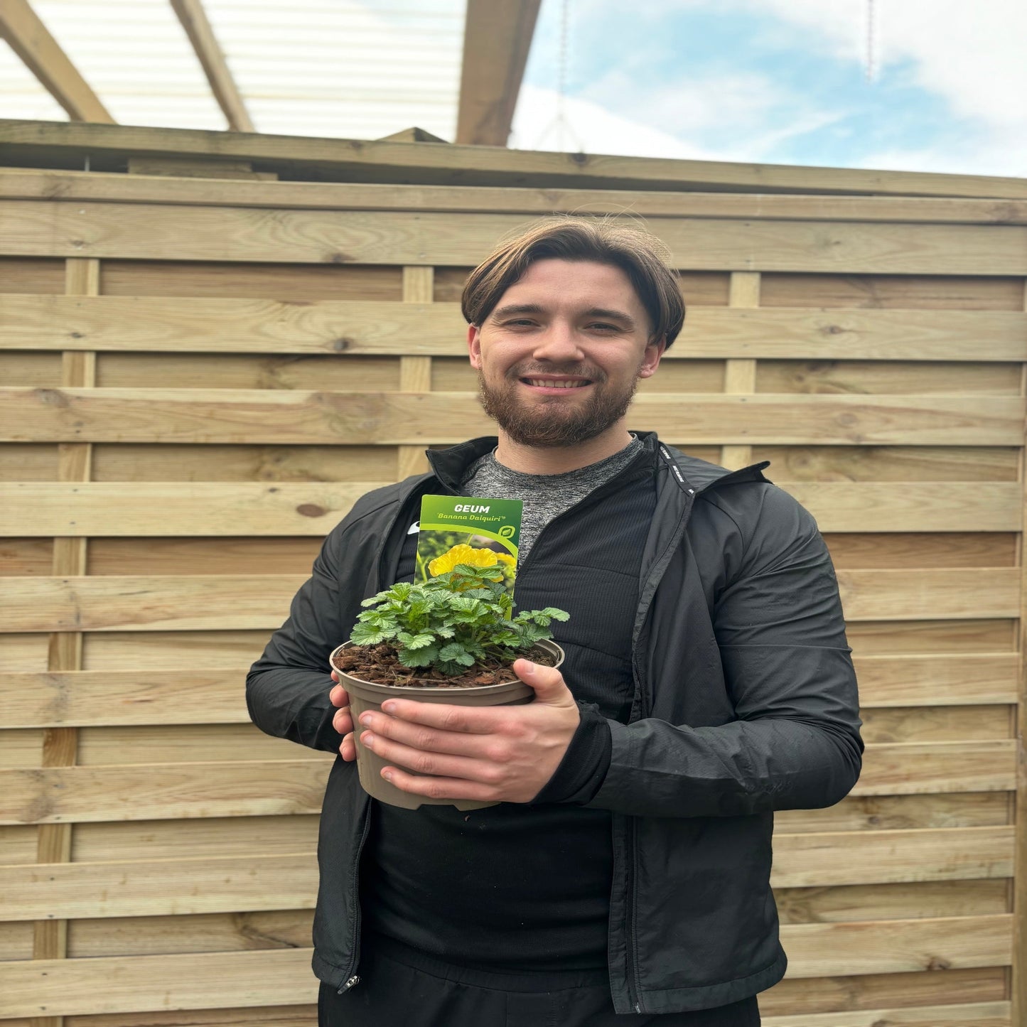 Geum 'Banana Daiquiri' 9cm/2L