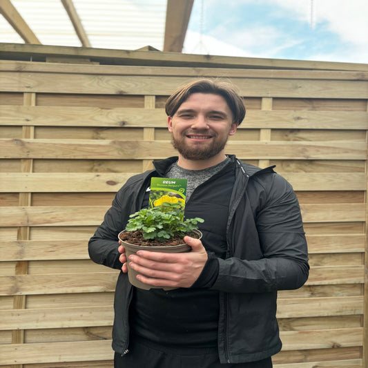 Geum 'Banana Daiquiri' 9cm/2L