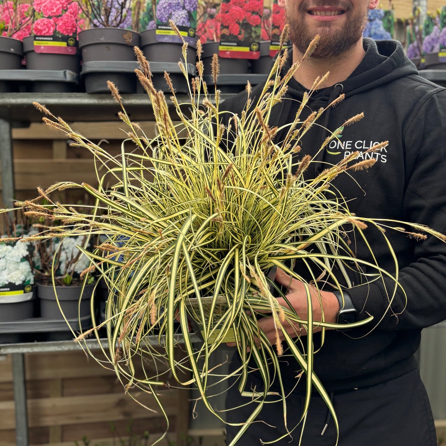 Carex oshimensis 'Evergold' Grass 8cm / 1L / 2L / 3L