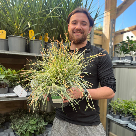 Carex - Everest | Ornamental Grass 9cm / 1L / 2L