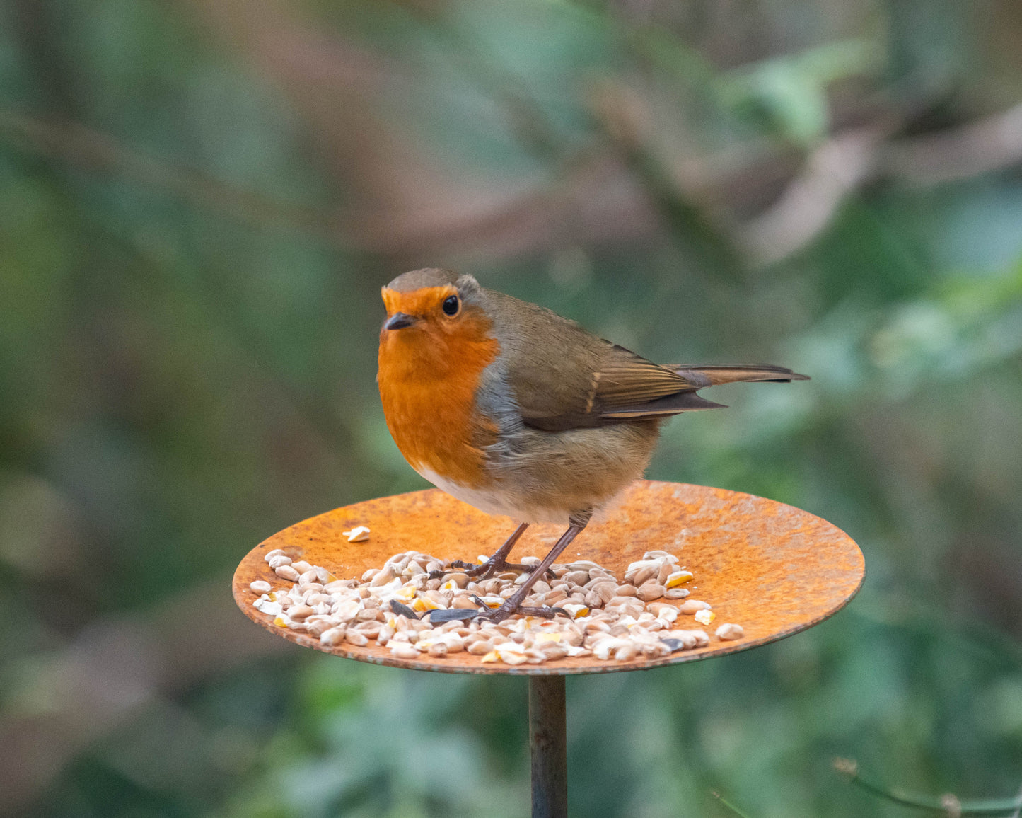Metal Bird Feeding Platform